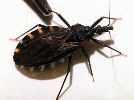 Vinchuca, insecto transmisor del Chagas